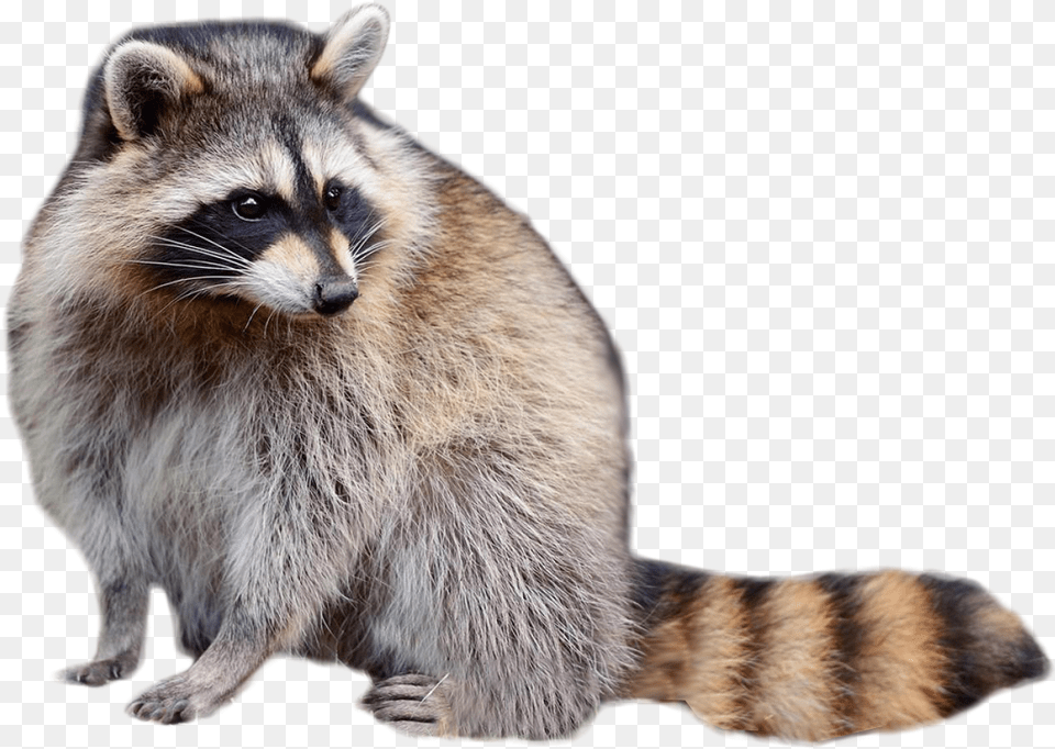 Raccoon Download Animals In North America, Animal, Mammal, Bear, Wildlife Free Transparent Png