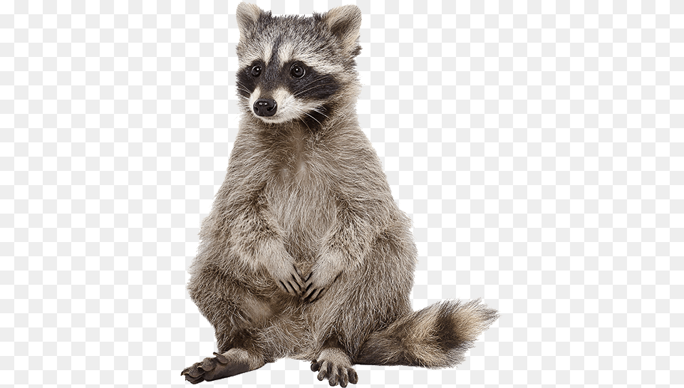 Raccoon Raccoon, Animal, Mammal, Bear, Wildlife Free Png Download