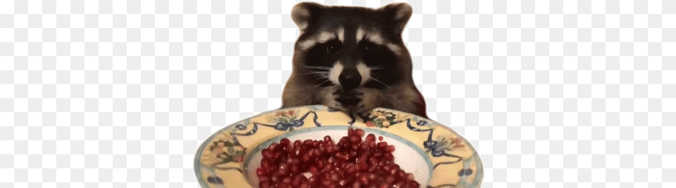 Raccoon Eating Gif Raccoon Eating Hungry Discover U0026 Share Gifs Raccoon Eating Gif Transparent, Produce, Plant, Food, Fruit Free Png Download