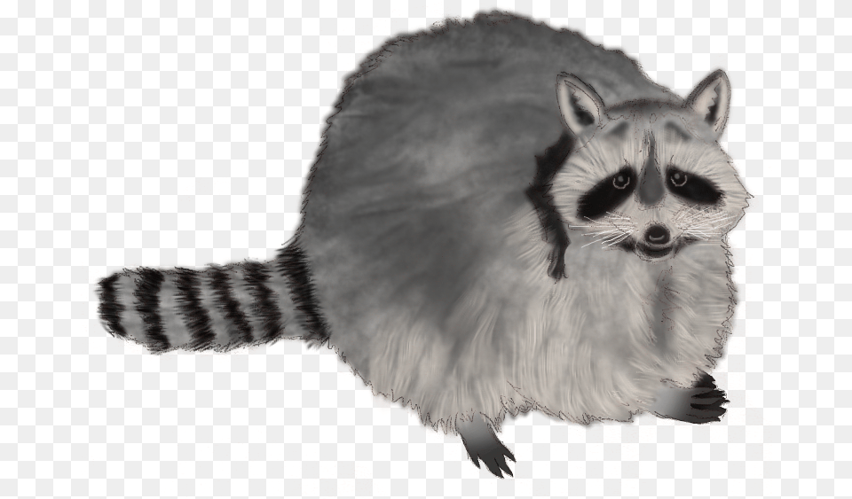 Raccoon Familiar Animals Cats Procyon, Animal, Mammal, Cat, Pet Free Transparent Png
