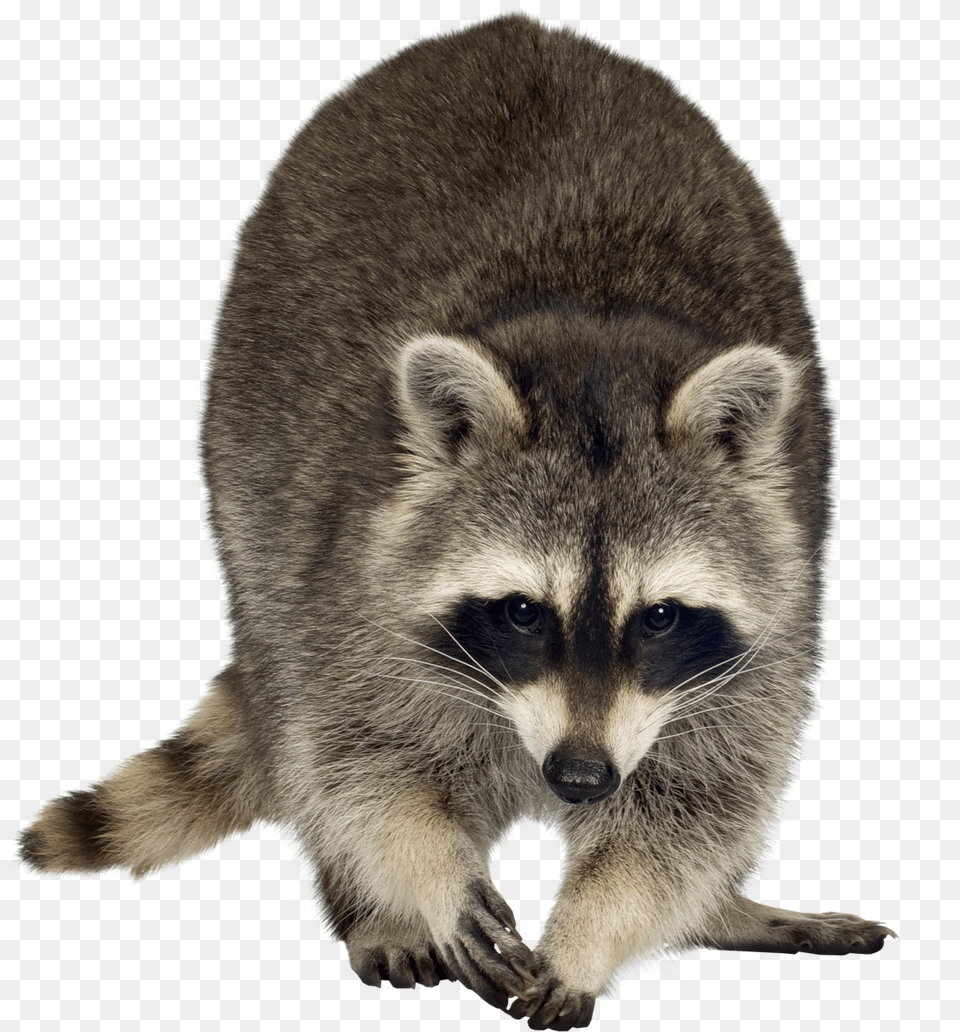 Raccoon Animal, Mammal, Bear, Wildlife Free Png Download