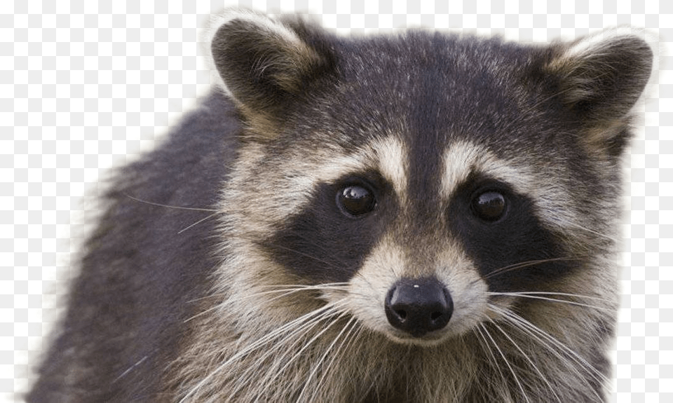 Raccoon Hd Quality Play Racoon Transparent Background, Animal, Mammal, Rat, Rodent Free Png