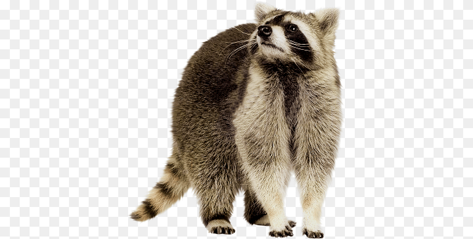 Raccoon High Background Raccoon, Animal, Bear, Mammal, Wildlife Png Image