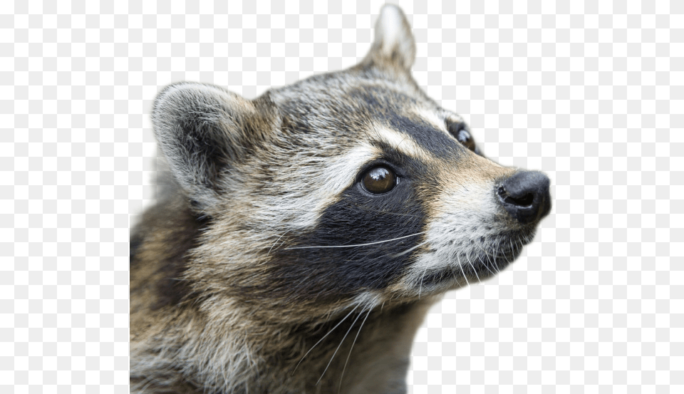 Raccoon Image Raccoon Profile, Animal, Mammal, Canine, Dog Png
