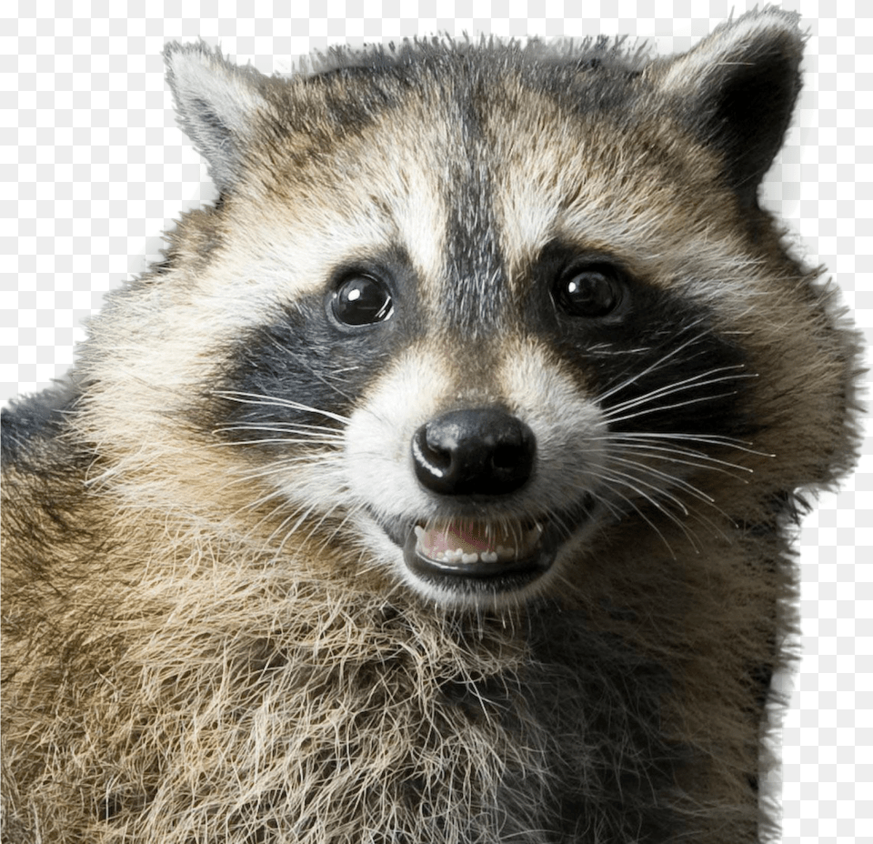 Raccoon Rocky Racoon Png Image
