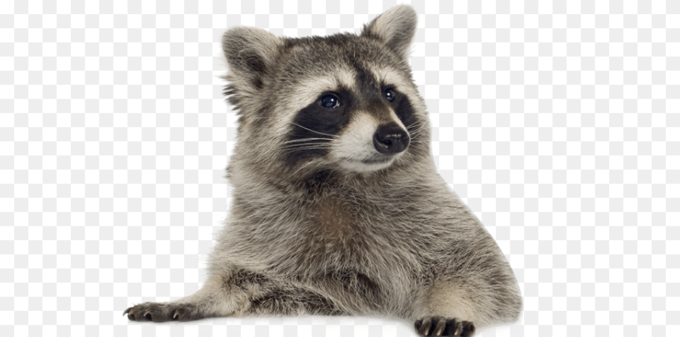 Raccoon Images Background Raccoon, Animal, Bear, Mammal, Wildlife Free Png