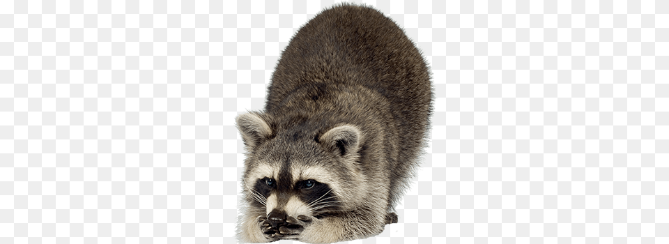 Raccoon Looking Down Left, Animal, Mammal, Bear, Wildlife Free Png