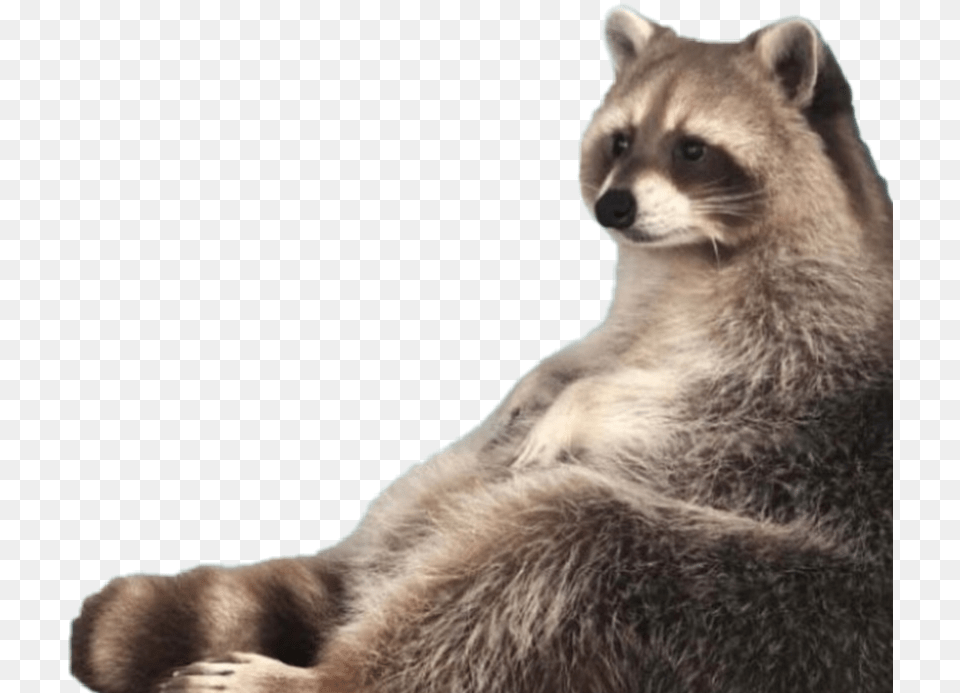 Raccoon Meme Fat Chubby Racoon Lol Raccoon I Am Trash, Animal, Bear, Mammal, Wildlife Png