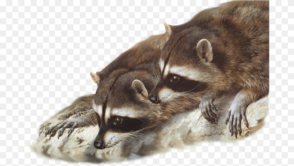 Raccoon Painting Wildlife Desktop Wallpaper Gray Wolf Raccoons Together, Animal, Mammal, Rat, Rodent Png