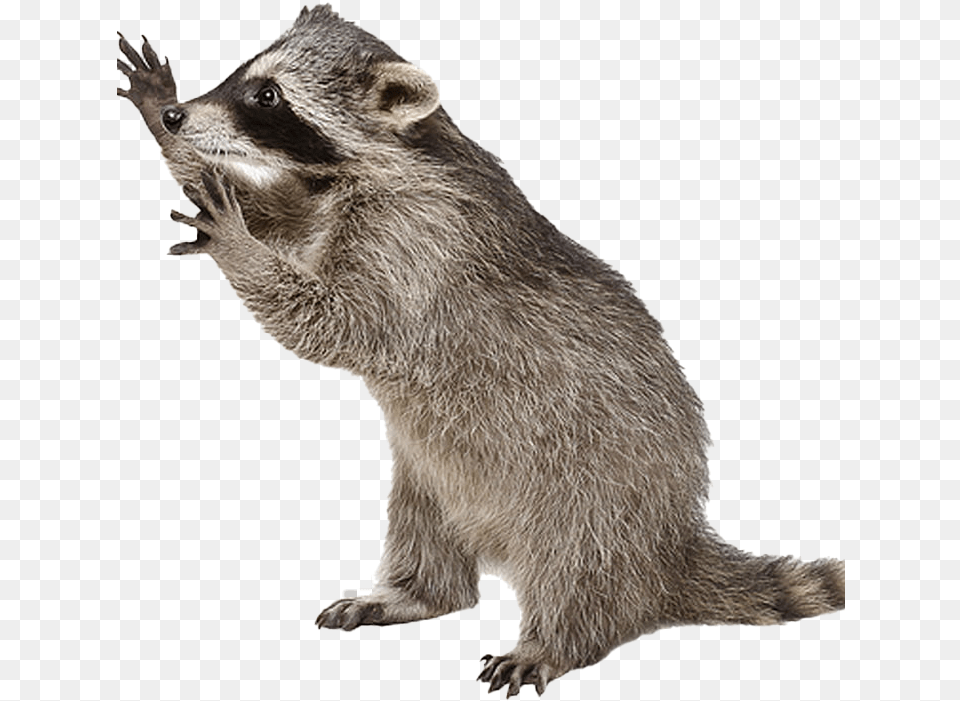 Raccoon Photo Raccoon Transparent Background, Animal, Mammal, Rat, Rodent Png Image