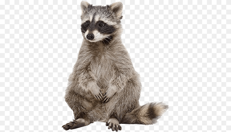 Raccoon Photos Raccoon White Background, Animal, Bear, Mammal, Wildlife Free Png Download