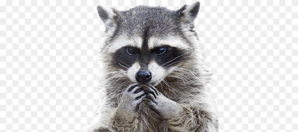 Raccoon Picture Raccoon, Animal, Mammal, Cat, Pet Free Png