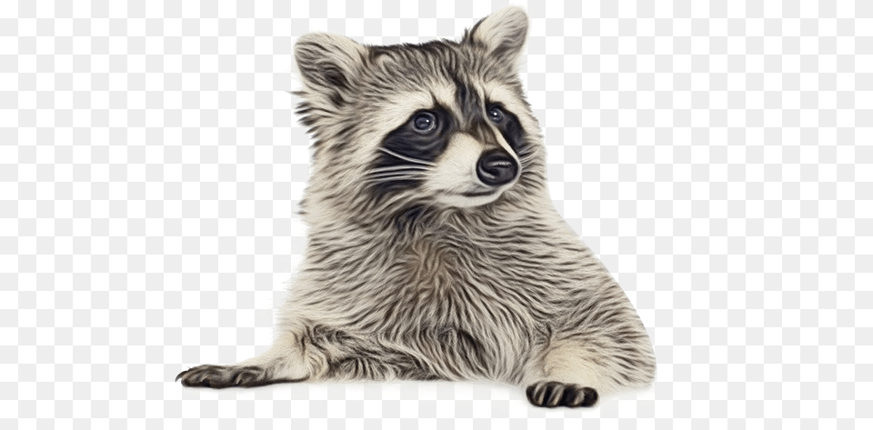 Raccoon Portable Network Graphics Clip Transparent Background Raccoon, Animal, Bear, Mammal, Wildlife Png