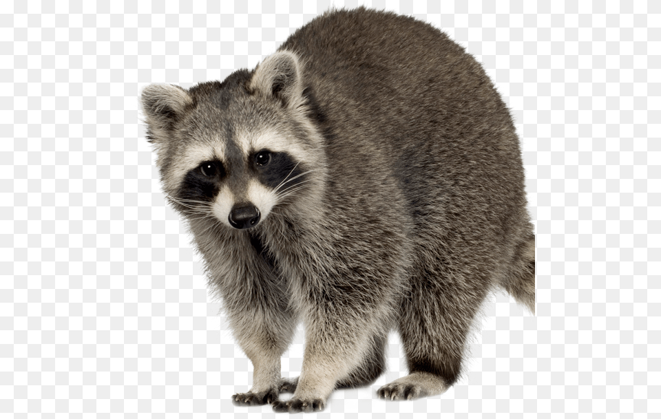 Raccoon Squirrel Feral Cat Rodent Clipart Raccoon, Animal, Bear, Mammal, Wildlife Free Png Download