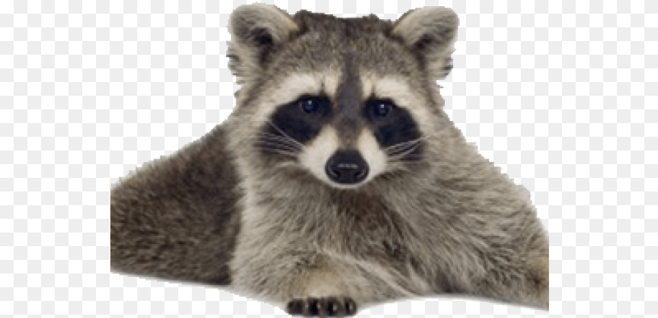 Raccoon Transparent, Animal, Mammal, Cat, Pet Png