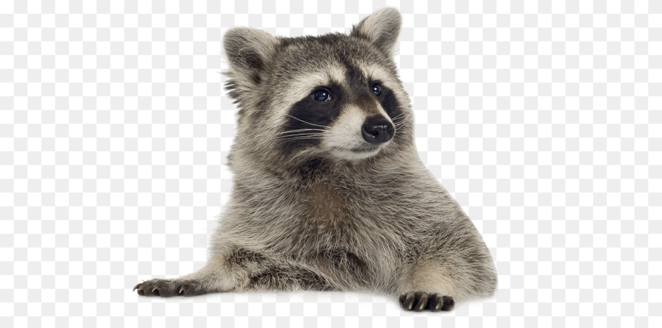 Raccoon Transparent Free Raccoon, Animal, Bear, Mammal, Wildlife Png