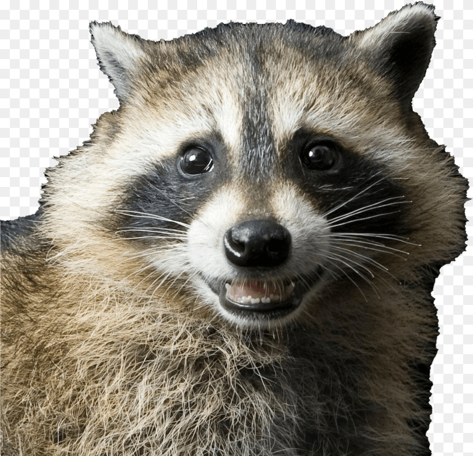 Raccoon Transparent Image Raccoon Transparent, Animal, Mammal, Canine, Dog Free Png Download