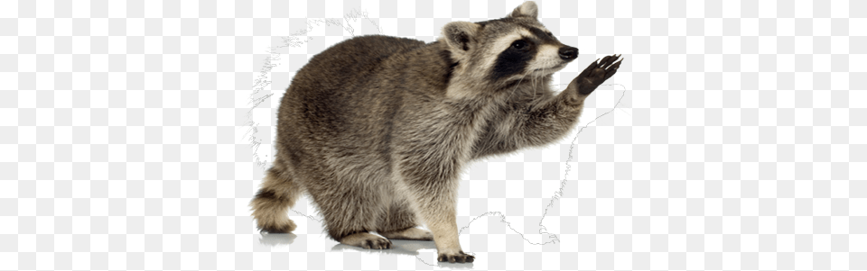 Raccoon Background Raccoon, Animal, Mammal, Rat, Rodent Free Transparent Png