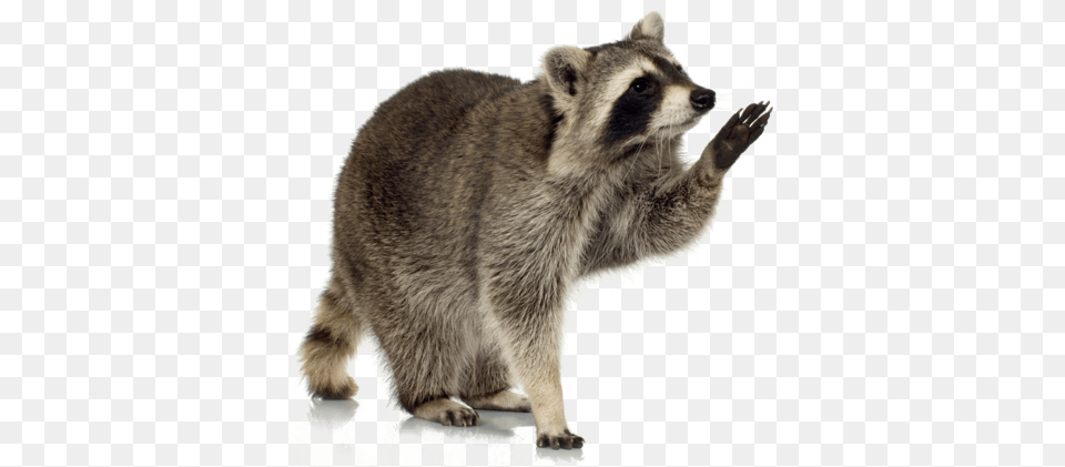 Raccoon Up, Animal, Bear, Mammal, Wildlife Png