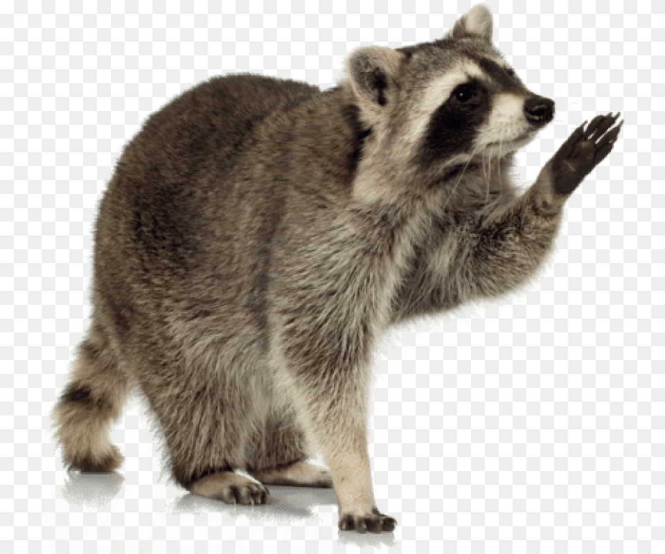 Raccoon Up Images Background, Animal, Mammal, Bear, Wildlife Free Png Download