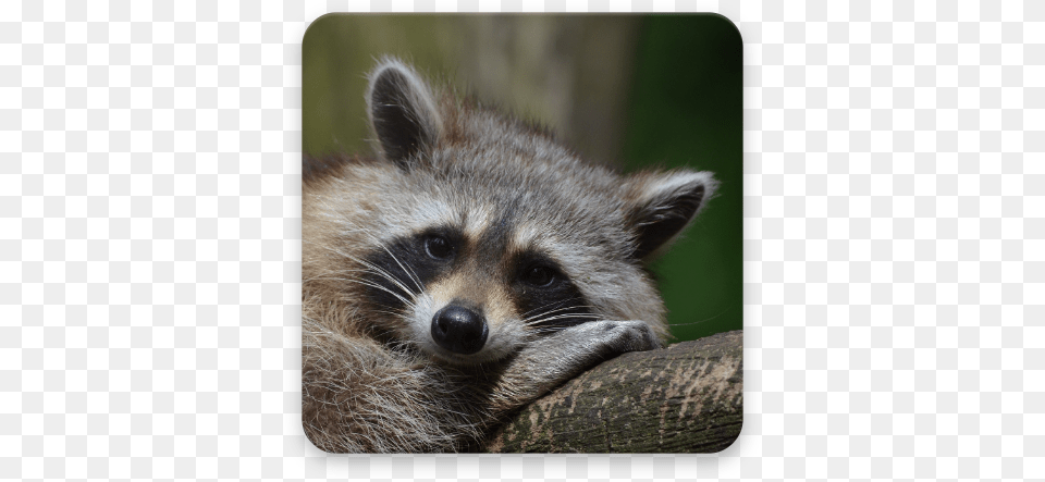 Raccoon Wallpaper Hd Apps En Google Play Animals In New York, Animal, Mammal, Cat, Pet Free Png