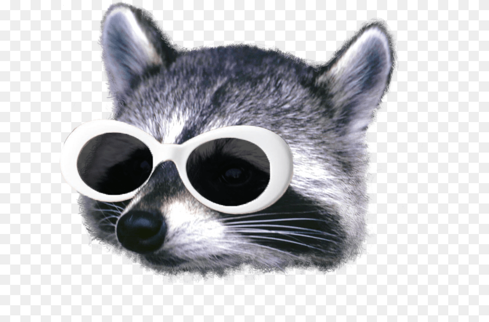 Raccooneggs Merch, Accessories, Sunglasses, Animal, Cat Free Png Download