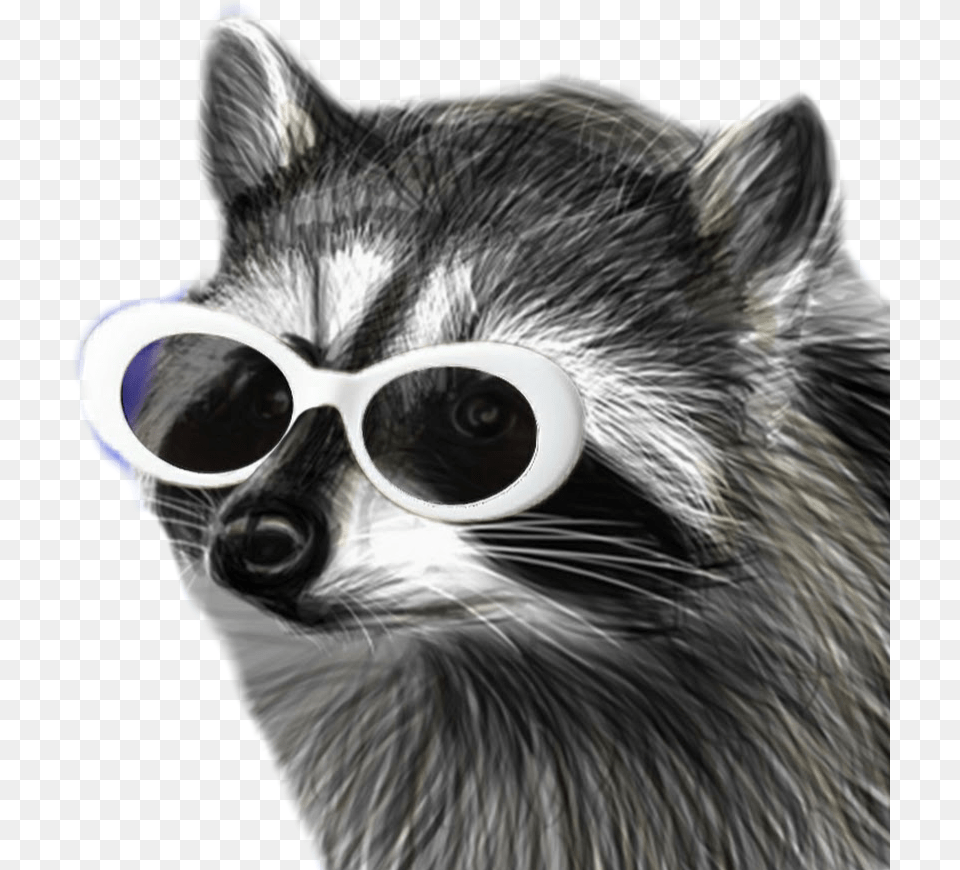 Raccooneggs Raccoons Youtube Csgo Raccooneggs Profile Clout Racoon, Accessories, Sunglasses, Animal, Canine Png