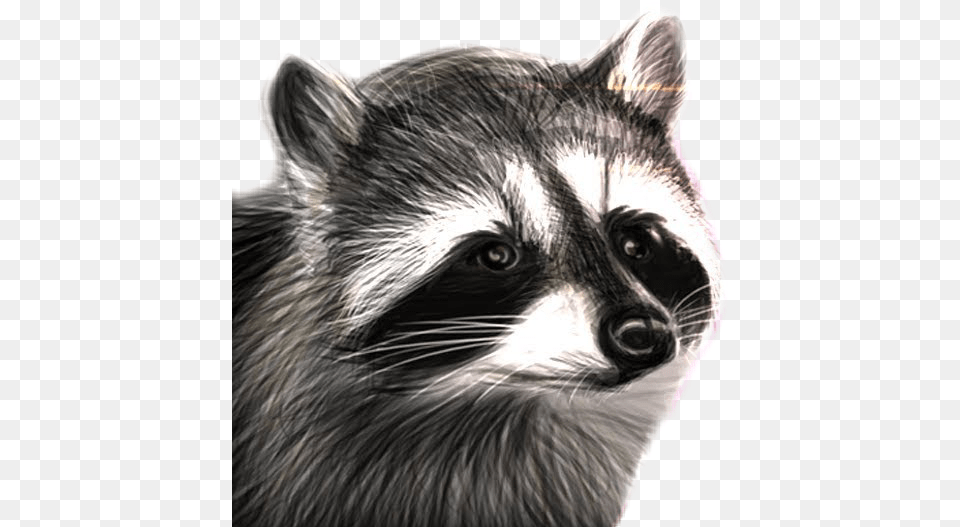 Raccooneggs Youtube Csgo Raccoon Raccooneggs Raccoon, Animal, Cat, Mammal, Pet Free Transparent Png