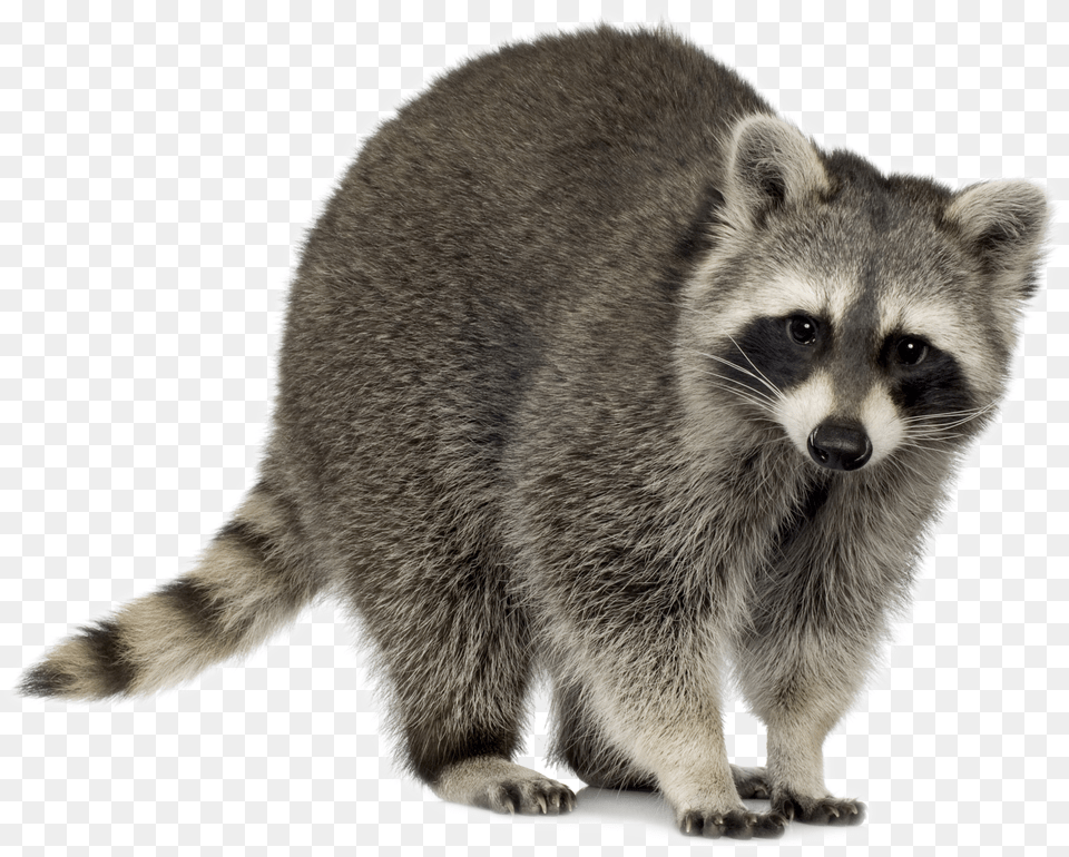 Raccoons In Suburbia Utah Banner Racoon, Animal, Bear, Mammal, Wildlife Free Transparent Png