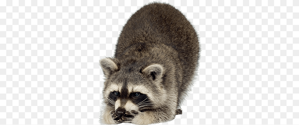 Raccoons Images Raccoons And Polar Bears, Animal, Bear, Mammal, Wildlife Free Transparent Png