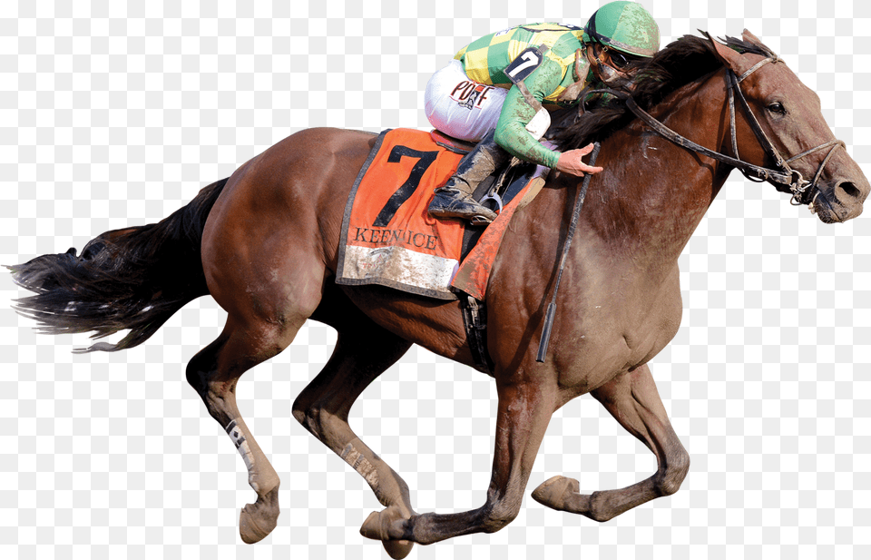 Race Horse, Adult, Man, Male, Person Png Image