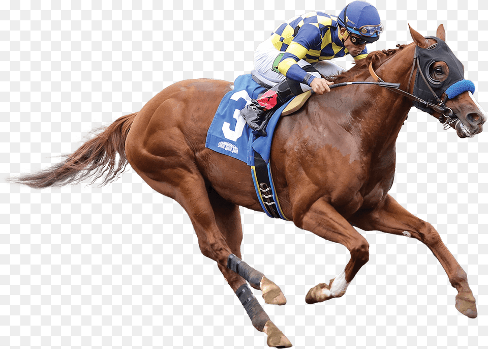 Race Horse, Adult, Male, Man, Person Free Png