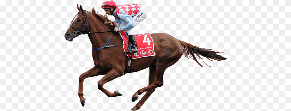 Race Horse, Adult, Man, Male, Person Free Transparent Png