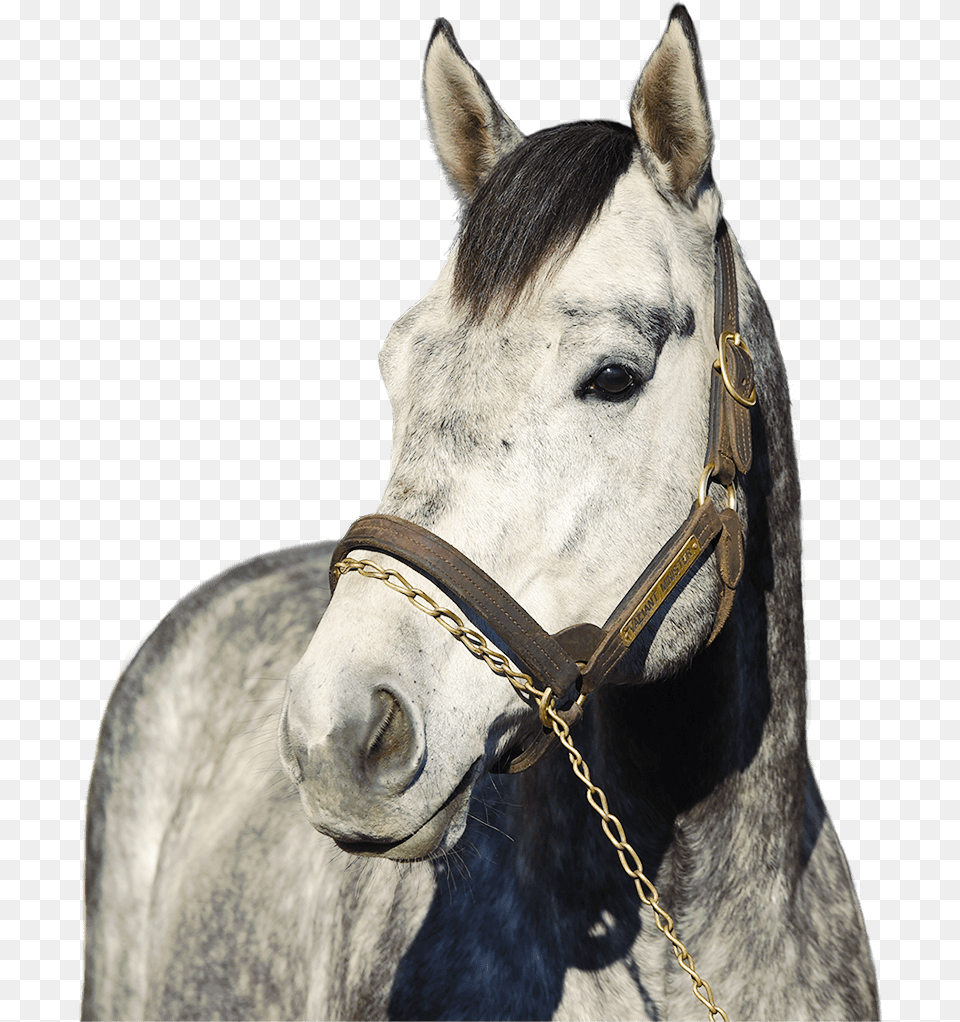 Race Horse, Andalusian Horse, Animal, Mammal, Stallion Free Png
