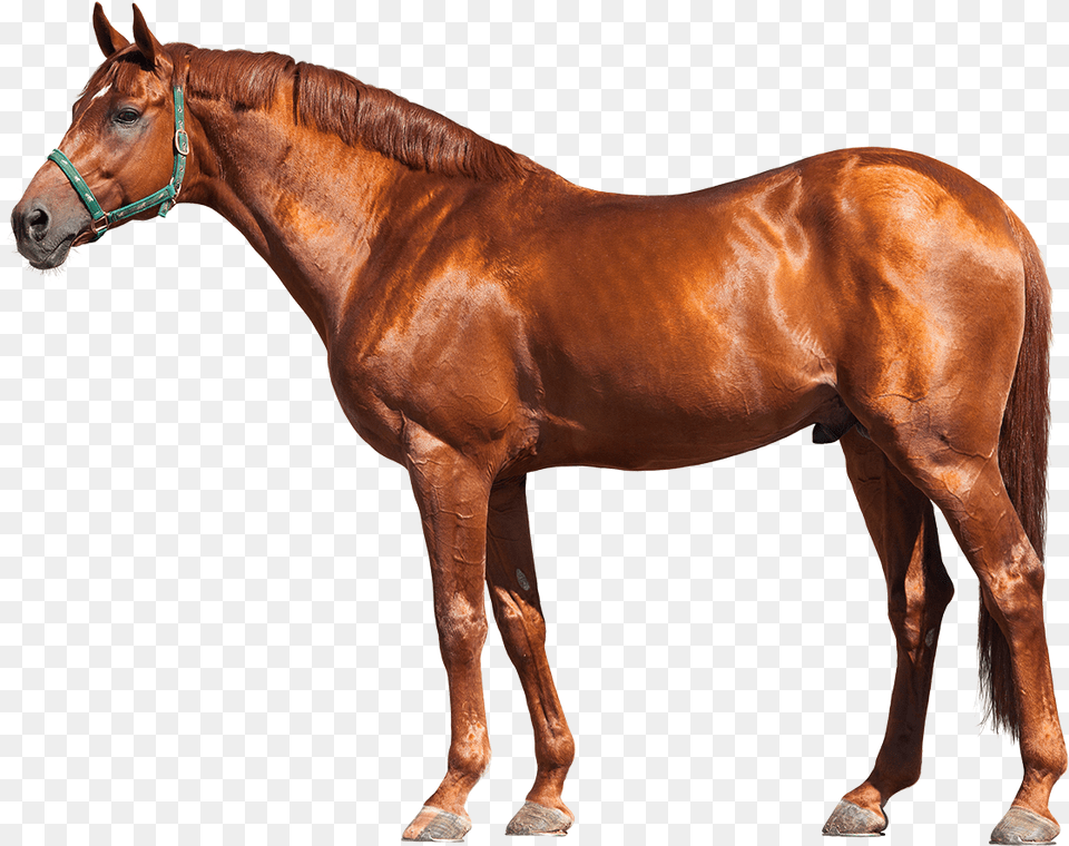 Race Horse, Animal, Mammal, Colt Horse, Stallion Png