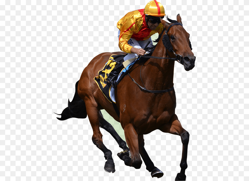 Race Horse Horse Racing, Person, Animal, Equestrian, Mammal Png Image