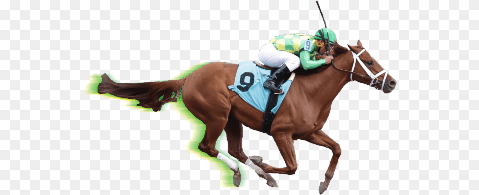 Race Horse Rein, Adult, Male, Man, Person Png