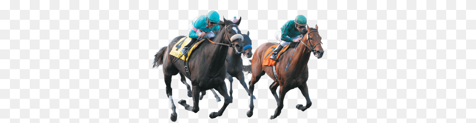 Racing Horses, Adult, Male, Man, Person Free Transparent Png