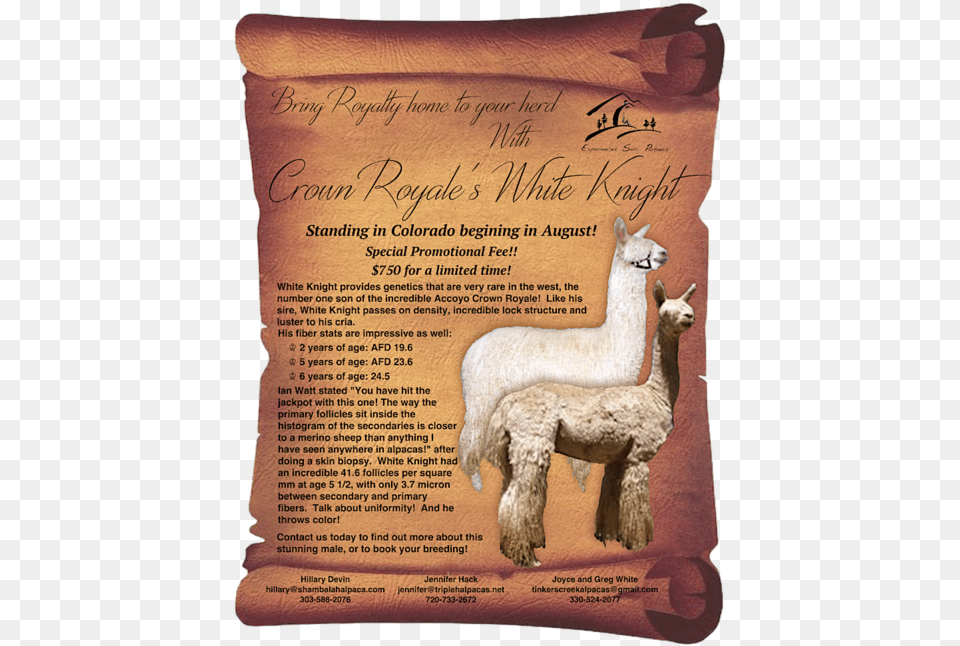 Rack Cards Or Flyers Blank Scroll, Animal, Livestock, Mammal, Sheep Free Png Download
