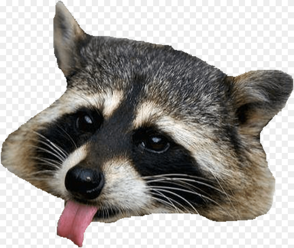 Racoon, Animal, Mammal, Raccoon, Cat Free Png