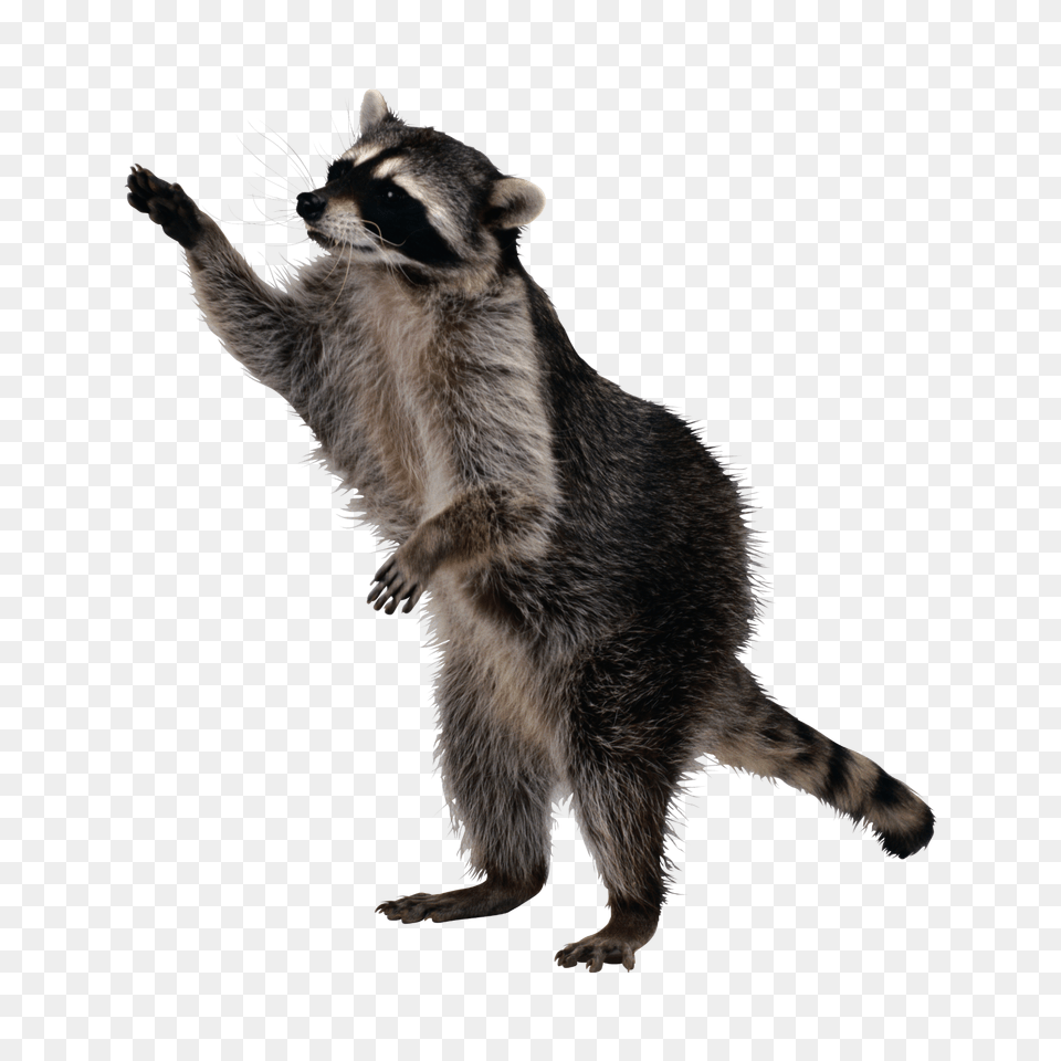 Racoon, Animal, Mammal, Raccoon, Cat Free Transparent Png