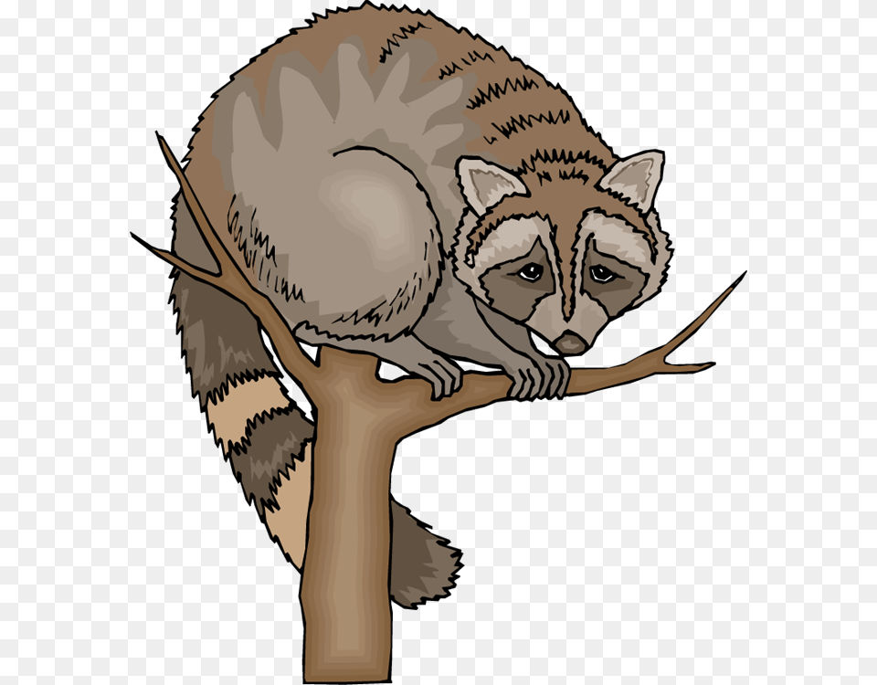 Racoon Clipart Tree Clipart, Animal, Mammal, Cat, Pet Png Image
