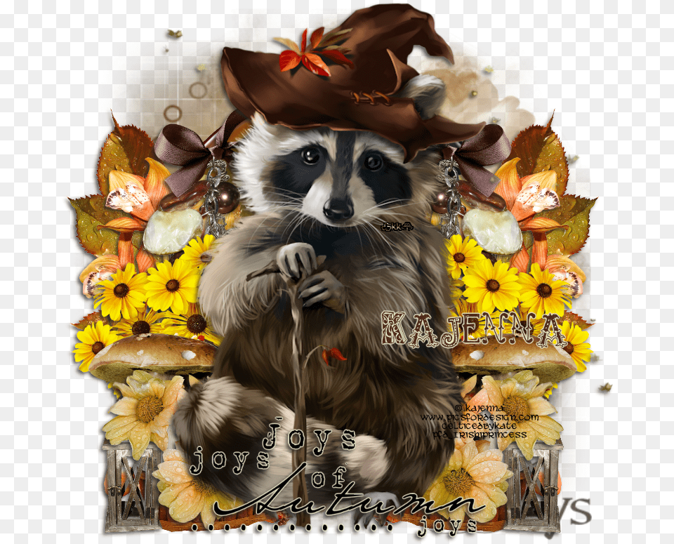 Racoon Ptu Tut Download Procyon, Animal, Canine, Pet, Dog Png