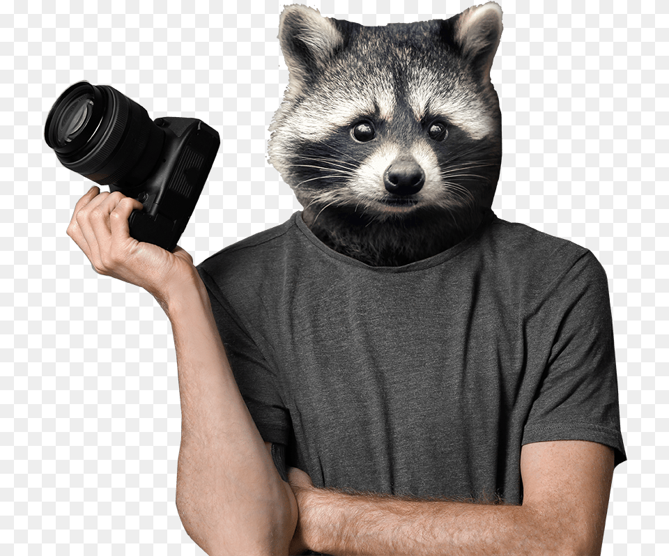 Racoon Stock Raccoon Photographer, Photography, Adult, Camera, Electronics Free Transparent Png