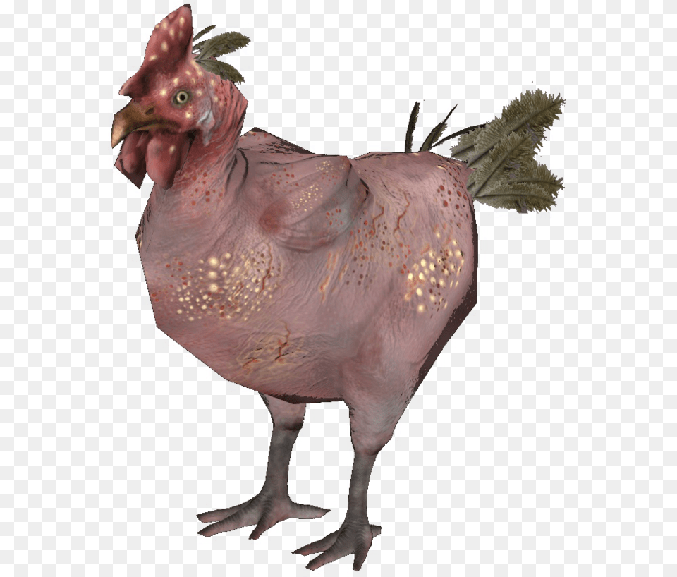 Rad Chicken, Animal, Bird, Fowl, Poultry Free Transparent Png