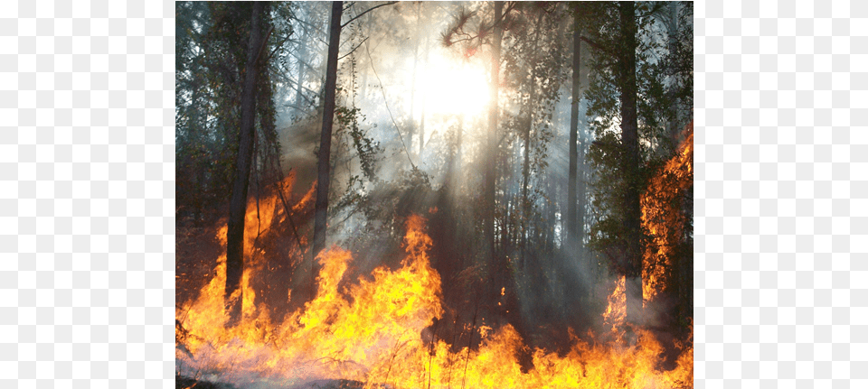 Radiant Sun Shining Through Forest Trees Smoke And Fire On Landscape, Forest Fire, Plant, Vegetation, Bonfire Png