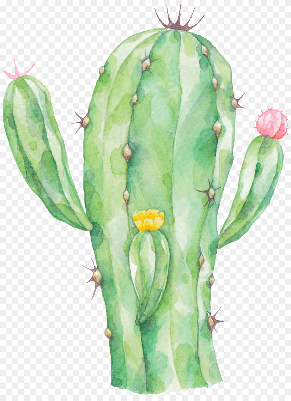 Radiation Proof Cactus Transparent Cactus Watercolor Cactus With Transparent Background, Plant, Flower, Rose Free Png