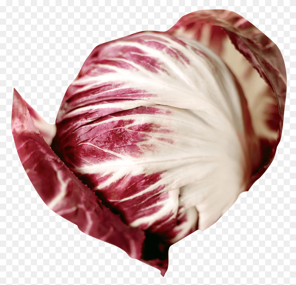 Radicchio, Food, Leafy Green Vegetable, Plant, Produce Png Image