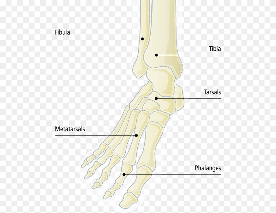 Radiography, Ankle, Body Part, Person Png Image