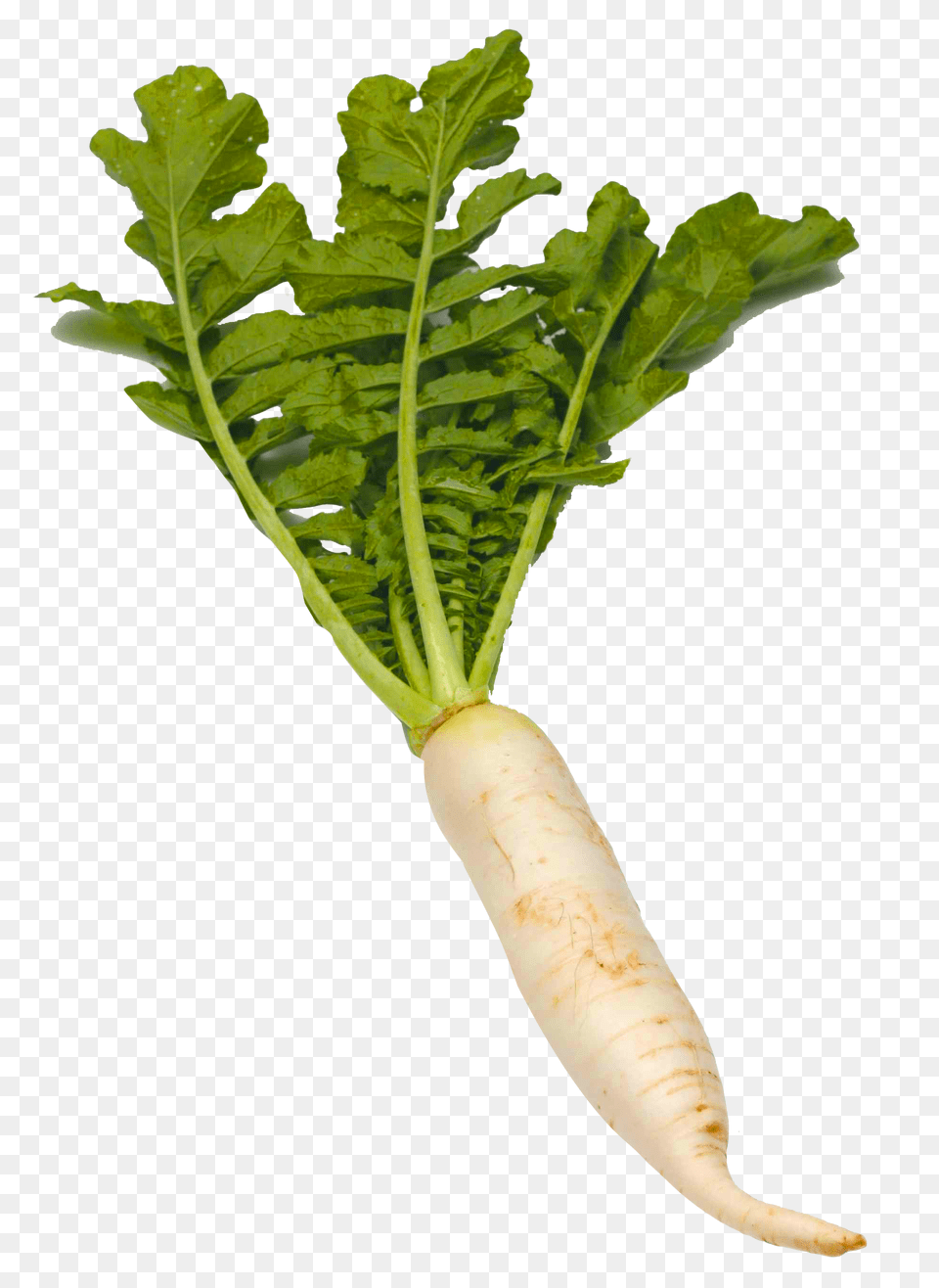 Radish, Food, Plant, Produce, Vegetable Png